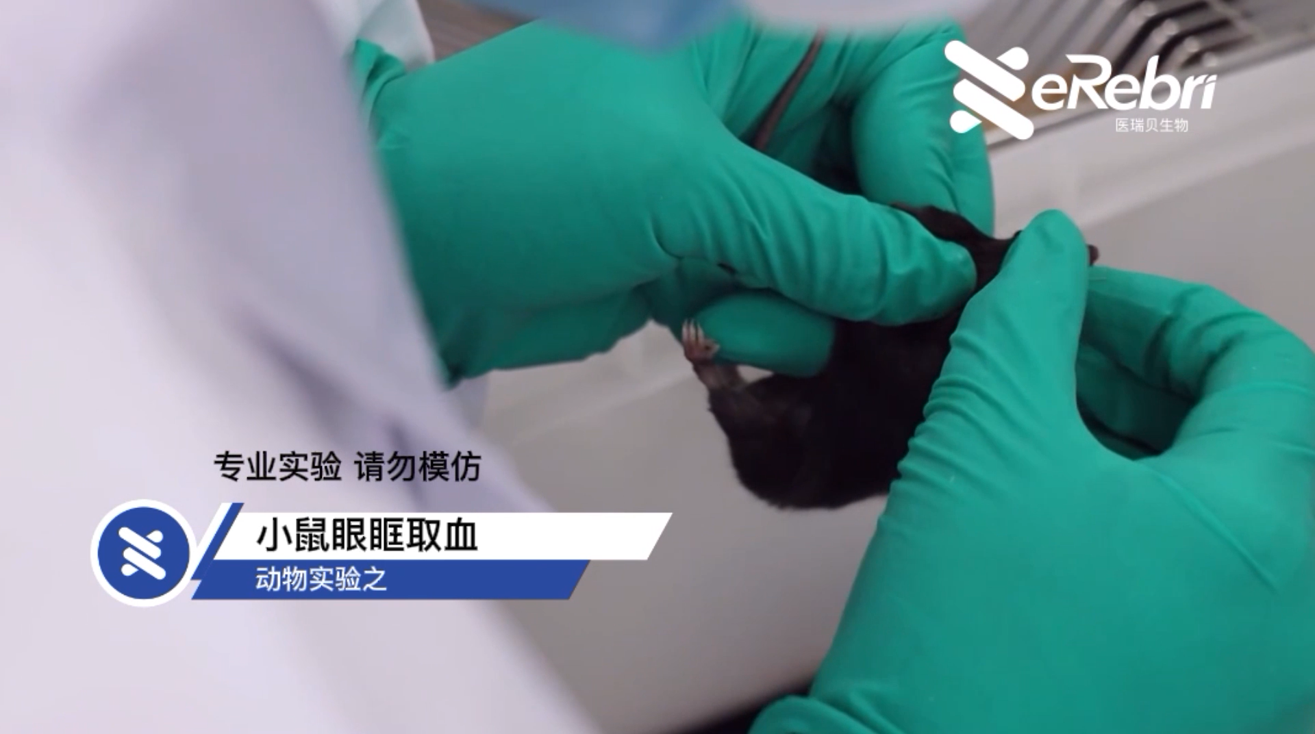 動(dòng)物實(shí)驗(yàn)-小鼠眼眶取血