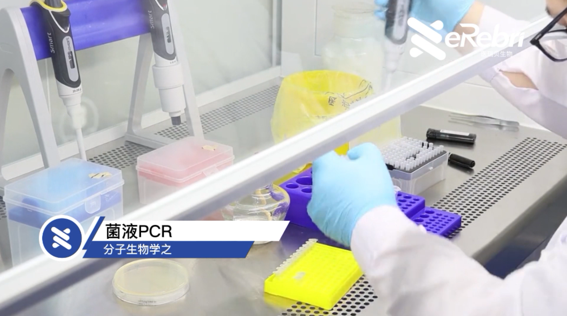 分子實(shí)驗(yàn)-菌液PCR
