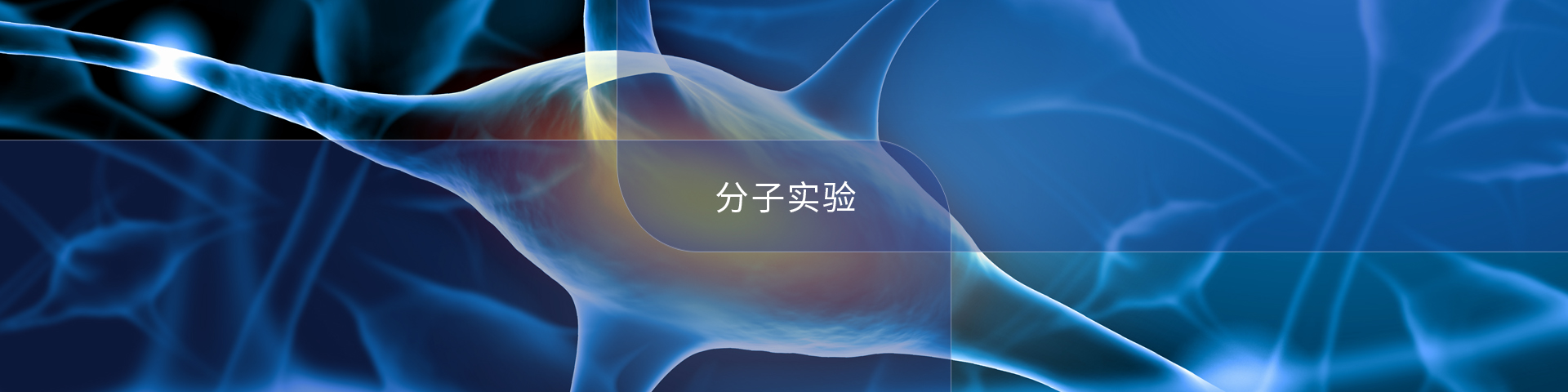分子實驗