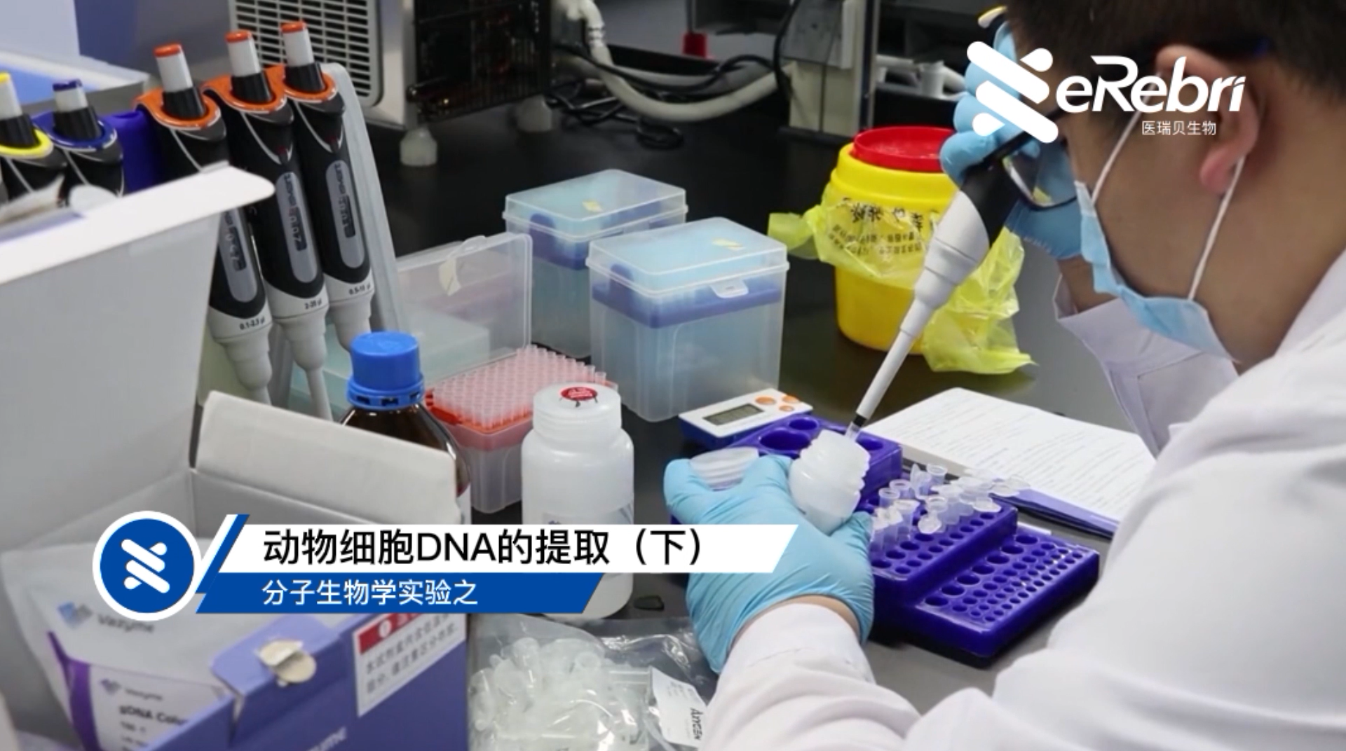 分子實(shí)驗(yàn)-動(dòng)物細(xì)胞DNA的提取（下)
