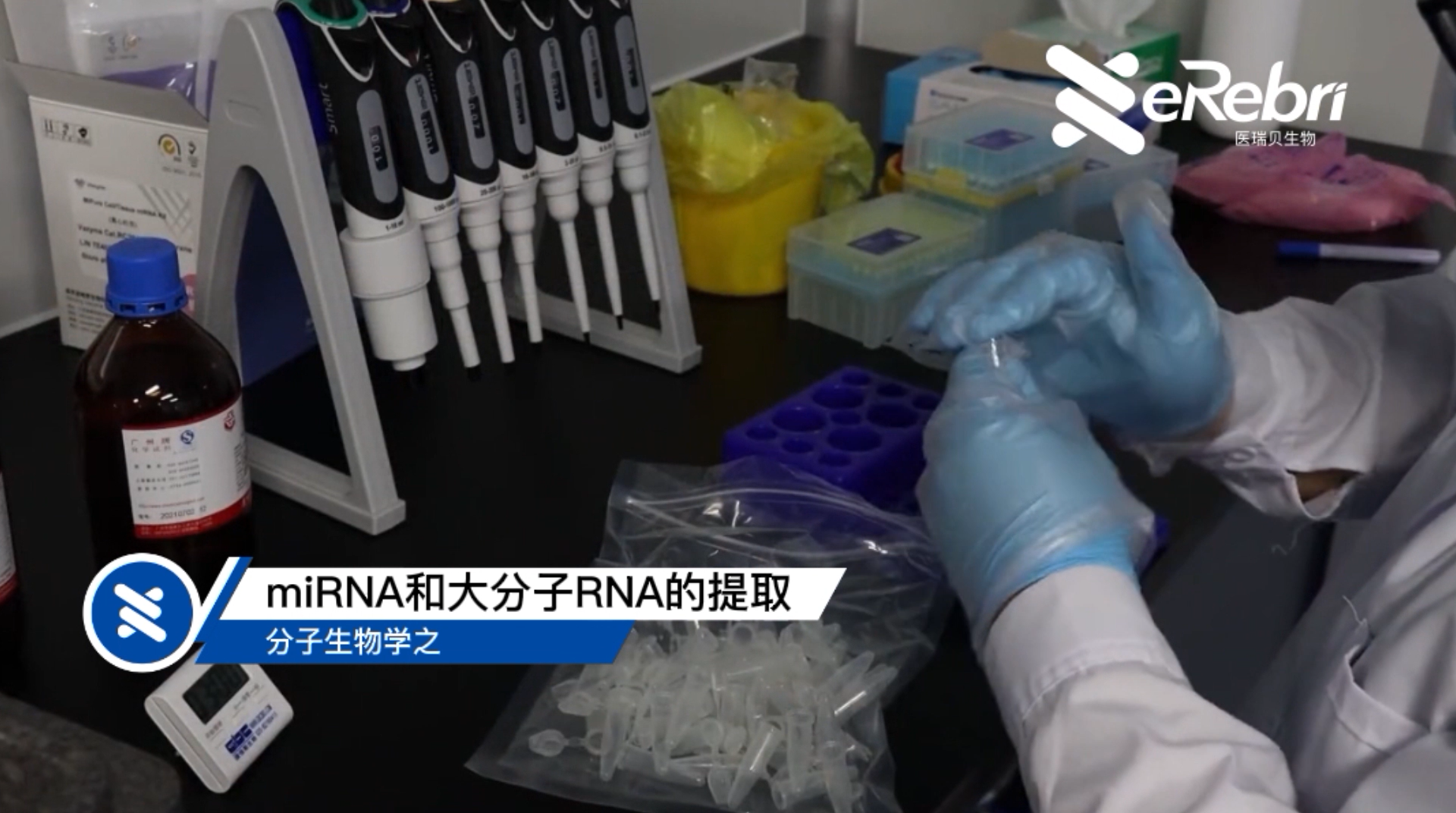 分子實(shí)驗(yàn)-miRNA和大分子RNA的提取（上）